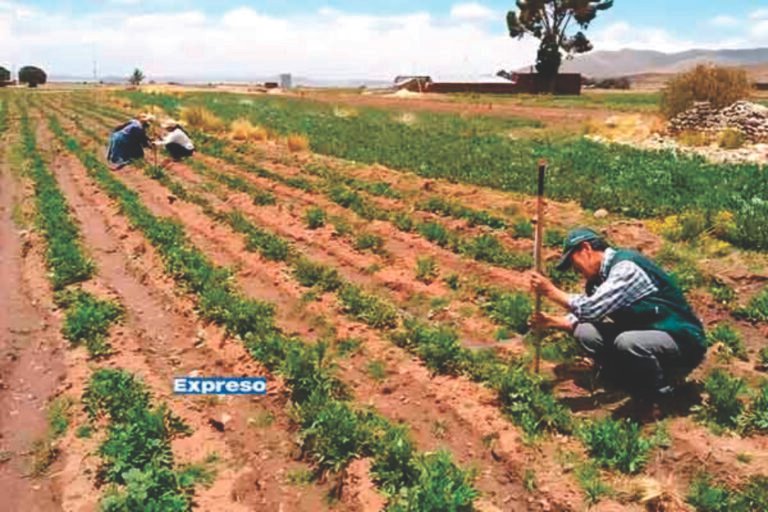 Piura liderará la producción de fertilizantes en Perú mediante el desarrollo del gas natural