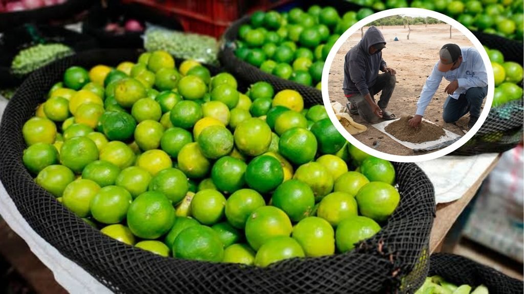 Agricultores del Medio Piura realizan muestreo de suelos para mejorar cultivos de limón