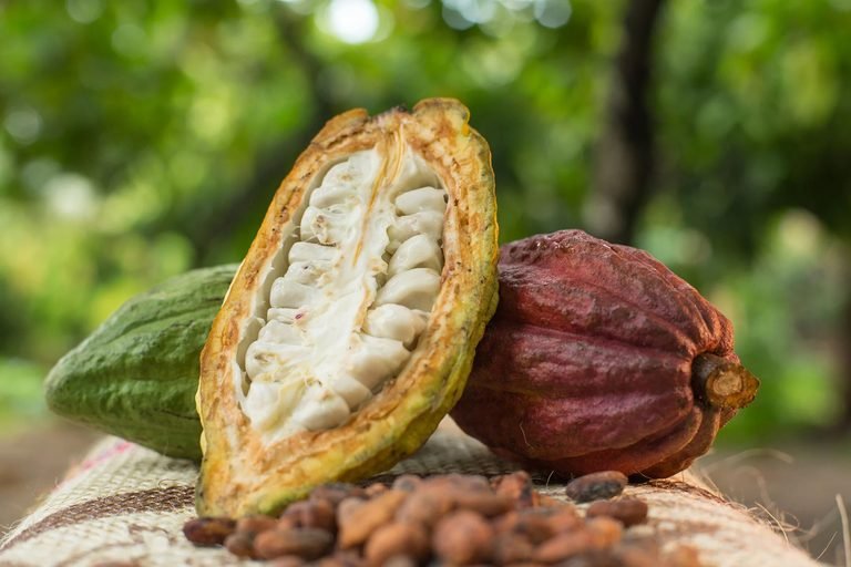 Cacao nativo Blanco de Piura muestra potencial productivo frente a clones comerciales