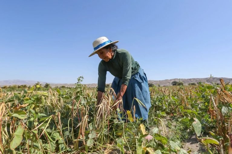 Midagri evalúa aumentar cobertura del Seguro Agrario Catastrófico para pequeños agricultores